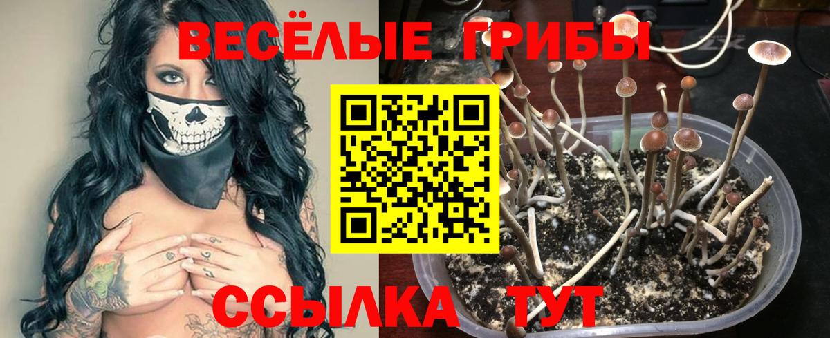 Галлюциногенные грибы Cubensis Заводоуковск