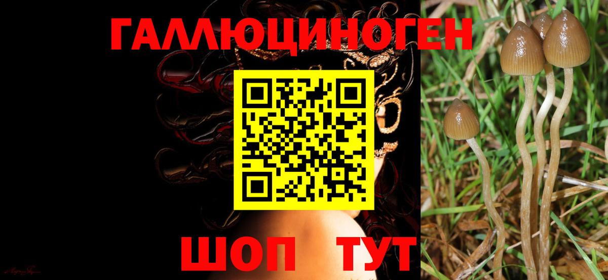 Псилоцибиновые грибы Psilocybine cubensis  Галлюциногенные грибы GOLDEN TEACHER  Заводоуковск  Вход с VPN 